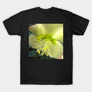 The Shining and Tender Winter Yellow Hellebore T-Shirt